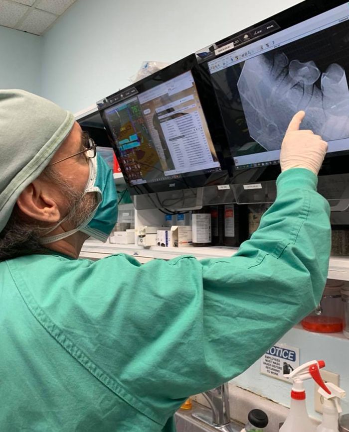 doctor ian kupkee checking a digital dental x-ray from a dog