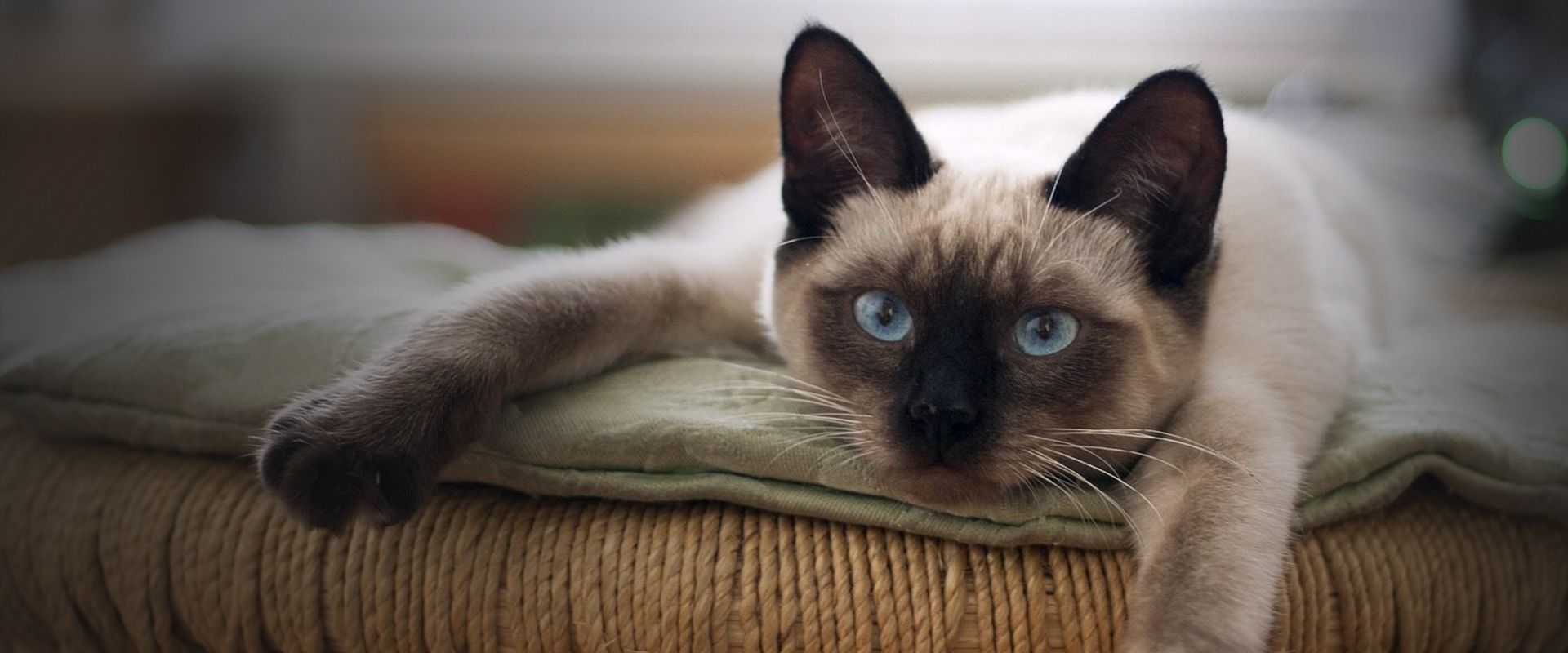 siamese cat lies on a green blanket