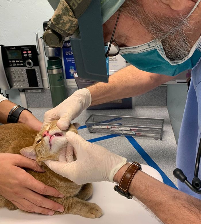doctor ian kupkee checking the teeth from an orange cat