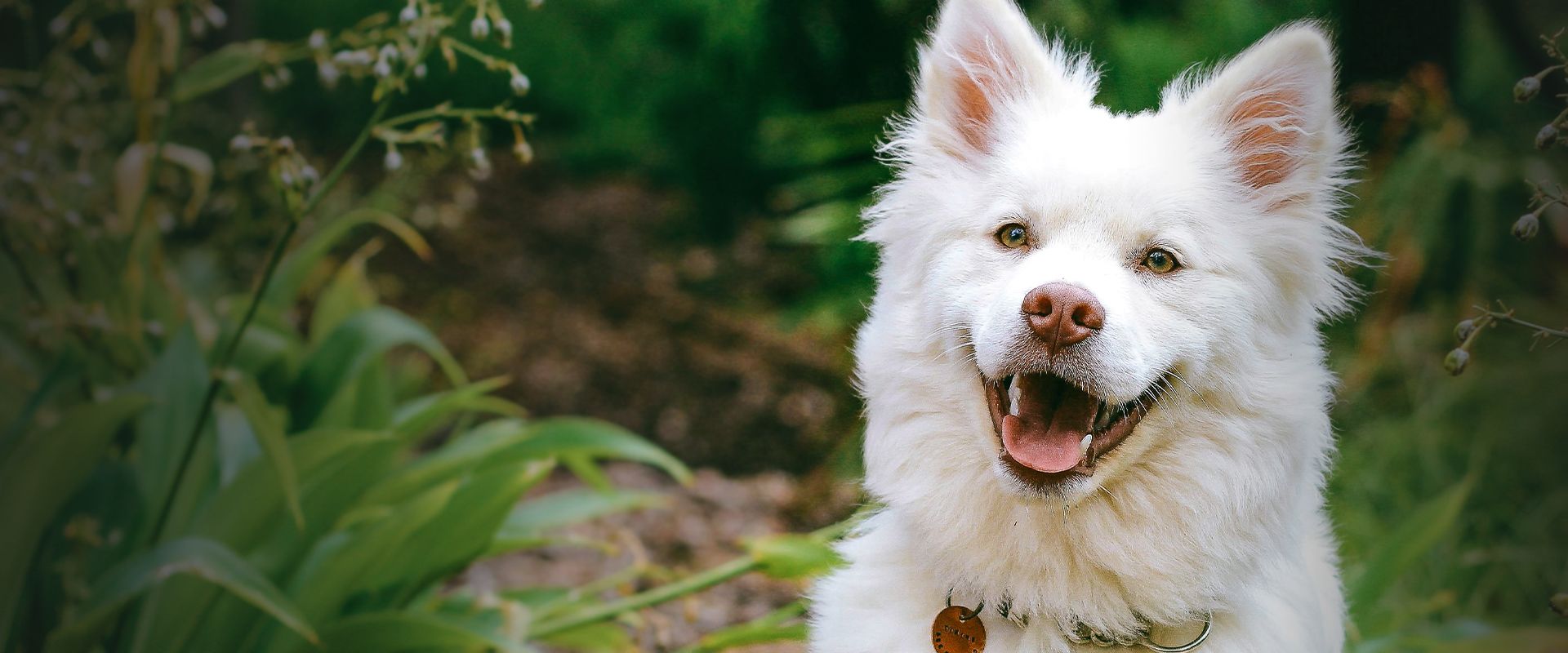 smiling white furry dog at the forest