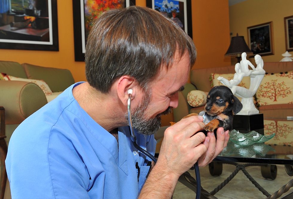 dr ian kupkee checking a little dachshund puppy with a stethoscope
