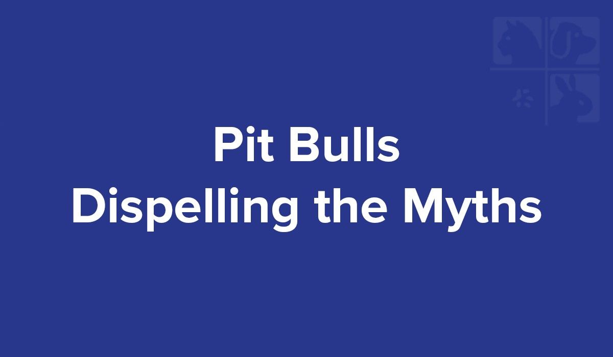pit-bulls-dispelling-the-myths