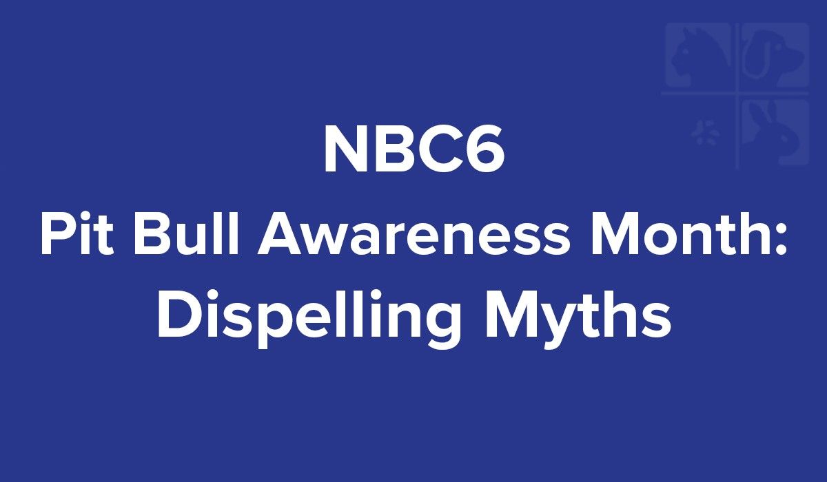nbc6-pit-bull-awareness-month-dispelling-myths