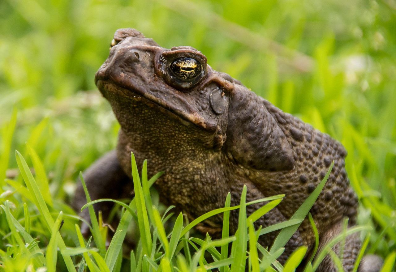 cane-toad-5537940_1920