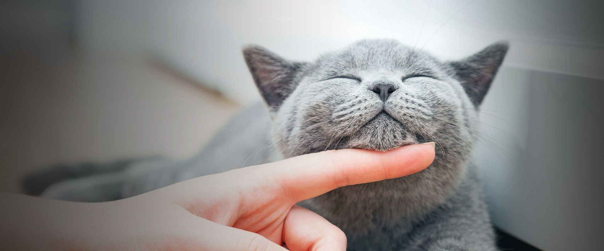 gray cat being petted