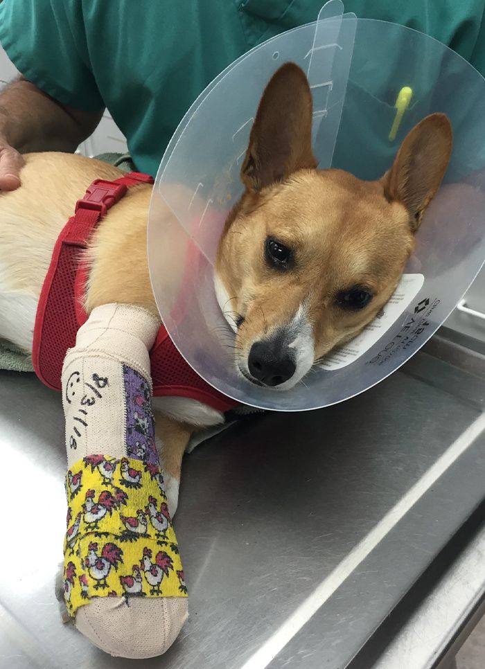 dog recovering at sabal chase animal clinic after receiving treatment for a broken leg