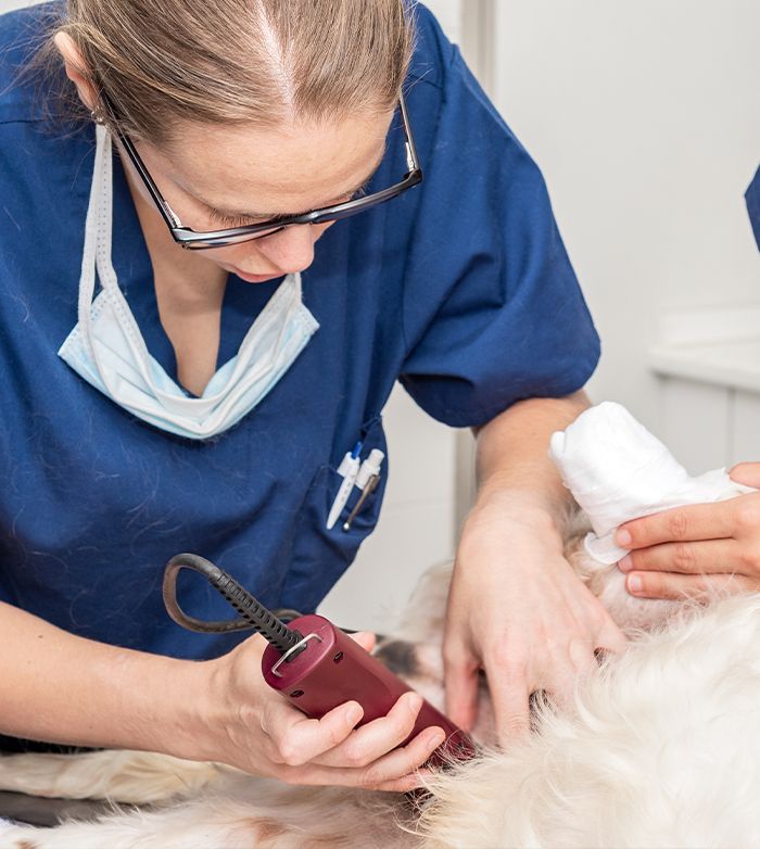 veterinarian shaving white furry dog for sterilization surgery