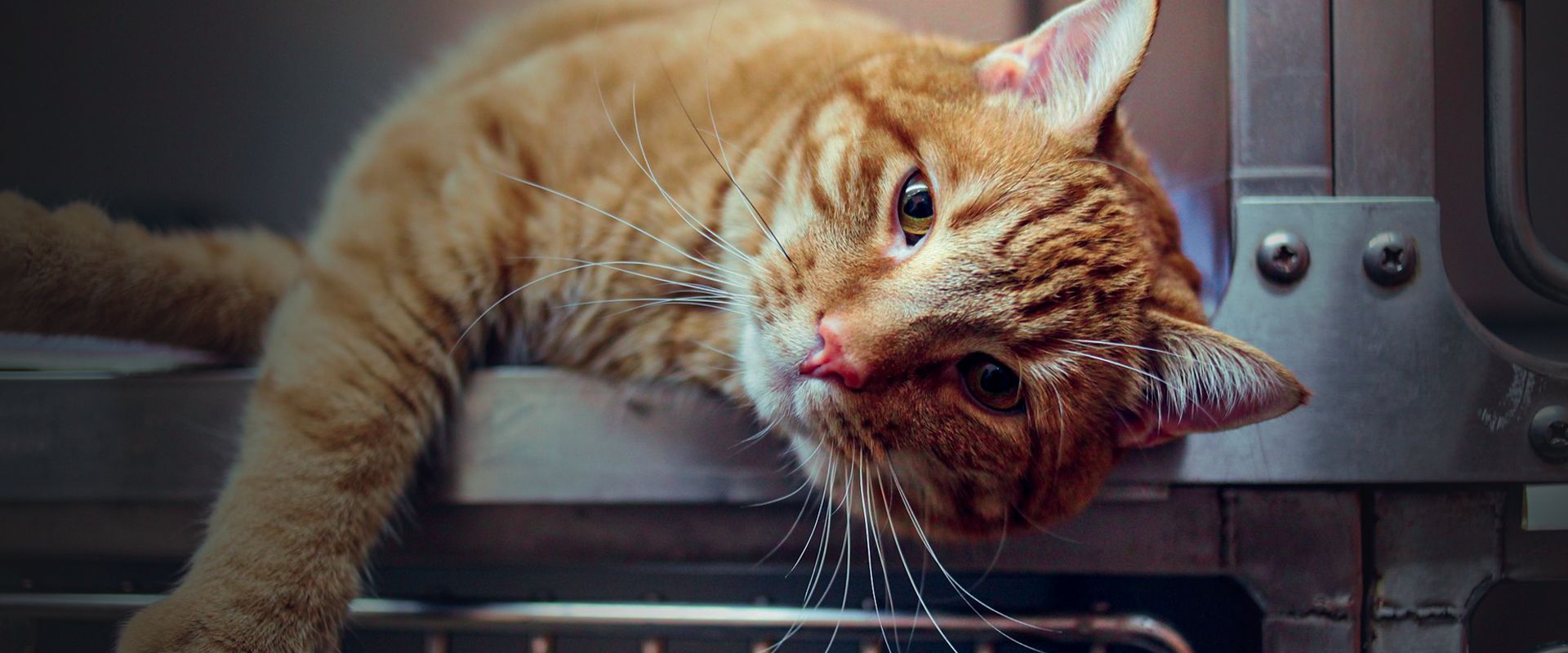 orange striped cat in a cage at a veterinary clinic