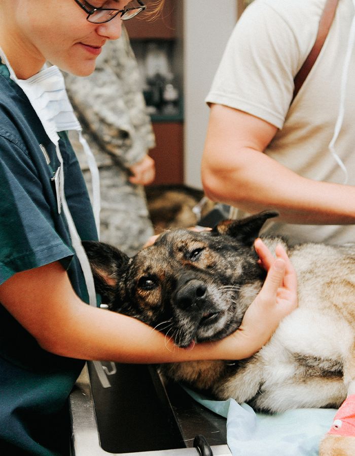 veterinarians preparing dog for surgery